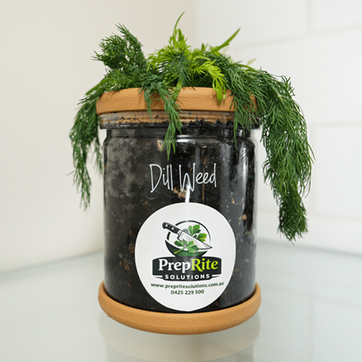Dill Living Herb Pot