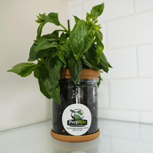 Basil Living Herb Pot