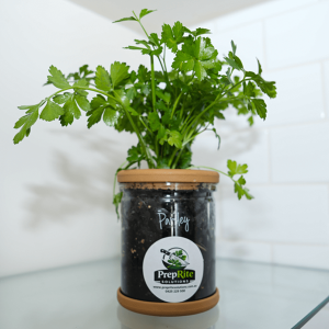 Parsley Living Herb Pot