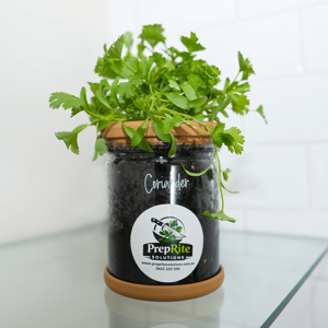 Coriander Living Herb Pot