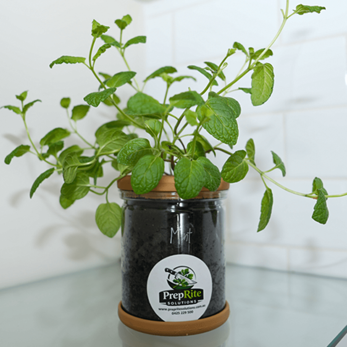 Mint Living Herb Pot