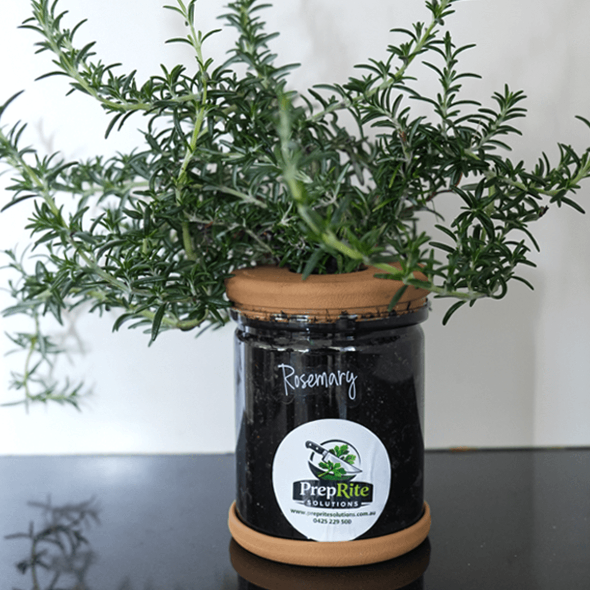 Rosemary Living Herb Pot